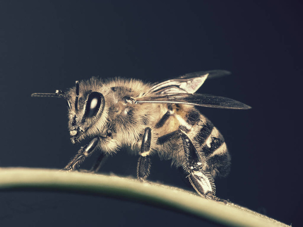 Пчела
 - Фото, изображение