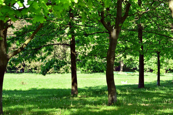 Krásný park scéna ve veřejném parku s zelené louky, zelený strom rostlin a strana zataženo modrá obloha - Fotografie, Obrázek