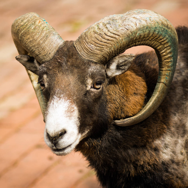 Retrato de cabra selvagem mouflon
 - Foto, Imagem