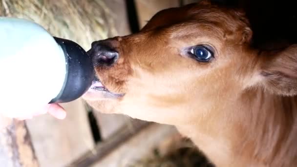 A farmer does drink milk to calf cub by bottle - Кадри, відео