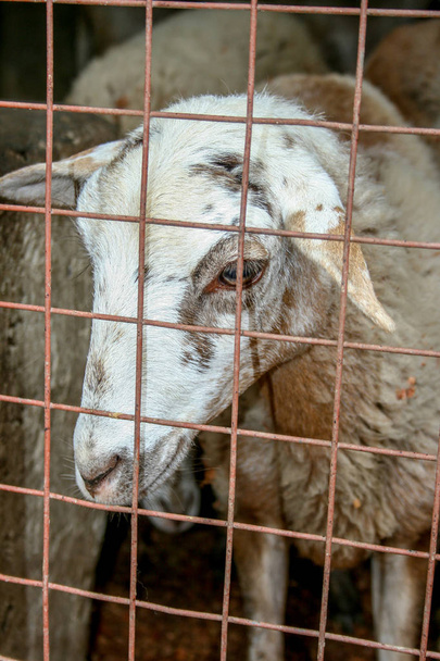 Moutons derrière une clôture
 - Photo, image