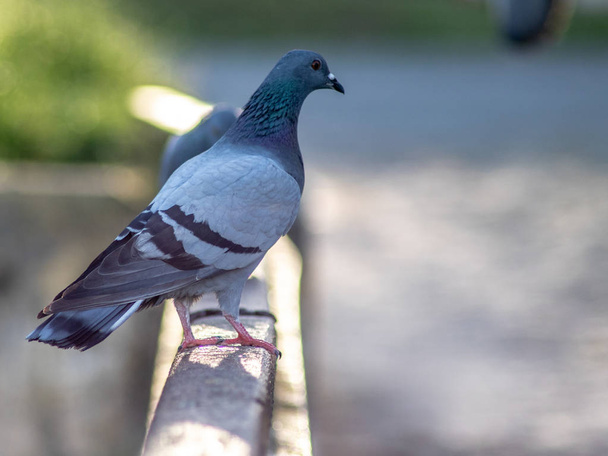 close up of pigeons - Foto, afbeelding