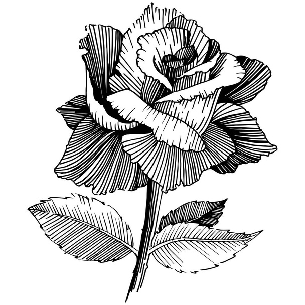 Rose des fleurs sauvages dans un style vectoriel isolé
. - Vecteur, image