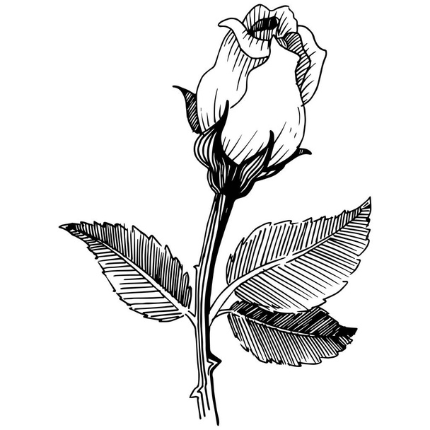Wildflower růže ve stylu vektor, samostatný. - Vektor, obrázek