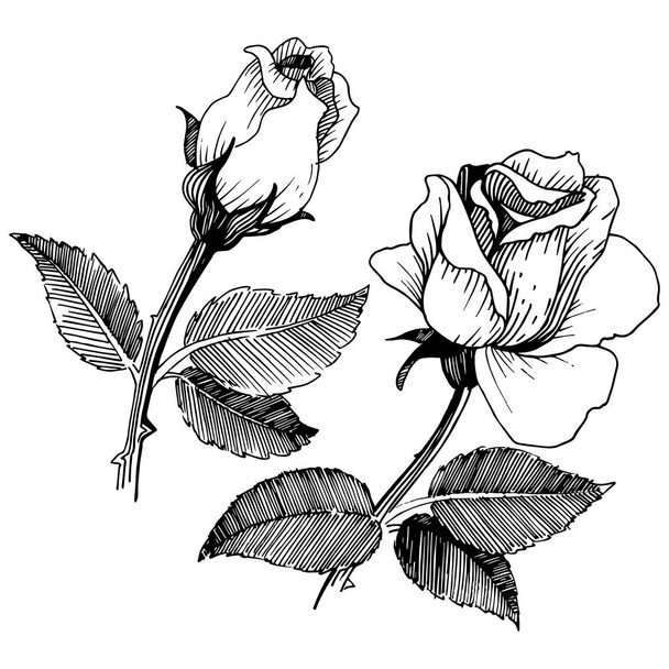 Wildflower rose in a vector style isolated. - Διάνυσμα, εικόνα
