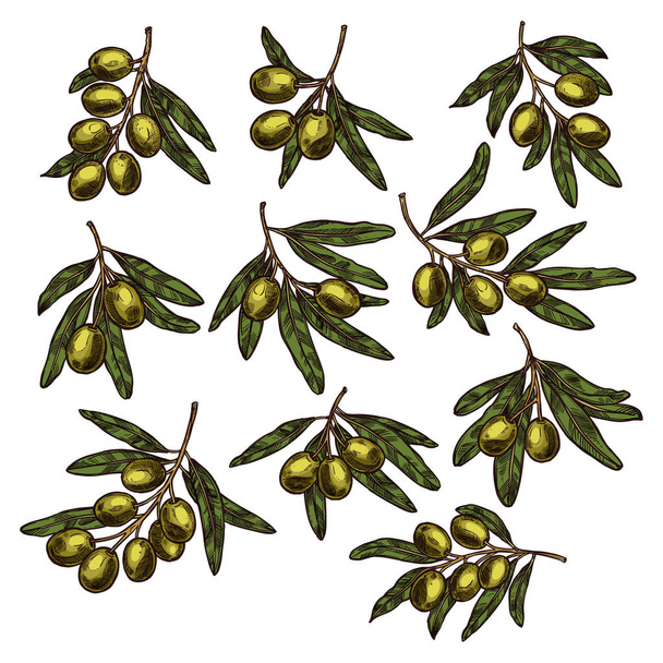 Зелена оливкова гілка фруктів ескіз для дизайну їжі
 - Вектор, зображення