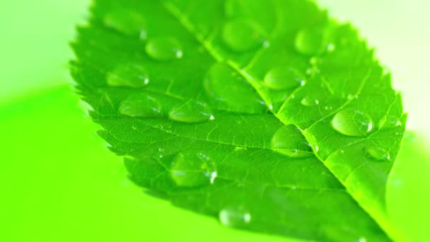Water-drops on leaf surface - Footage, Video
