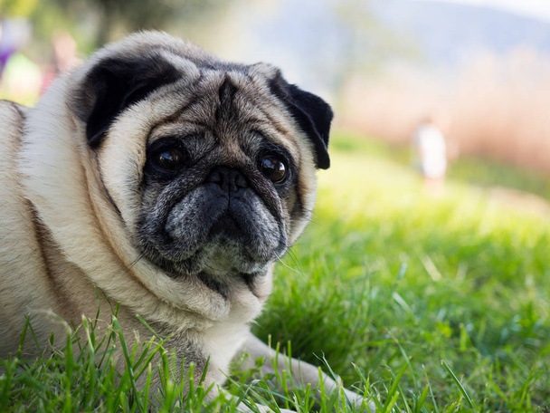Pug köpek yeşil çimenlerin üzerinde çömeldi. - Fotoğraf, Görsel