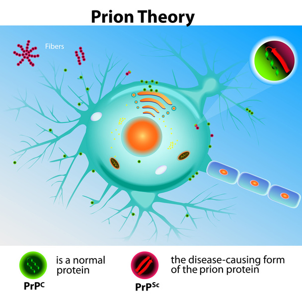 Prion Theory. Mad Cow Disease - Vector, Image