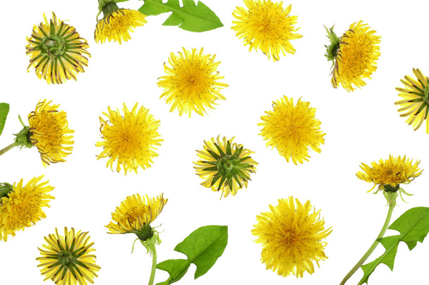 Dandelion flower or Taraxacum Officinale isolated on white background. Top view. Flat lay pattern - Photo, Image