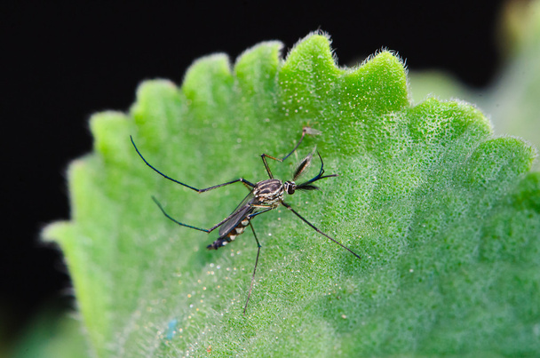 bir sivrisinek - Fotoğraf, Görsel