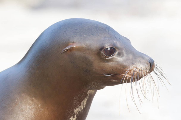 Sea lion closeup - Photo, Image