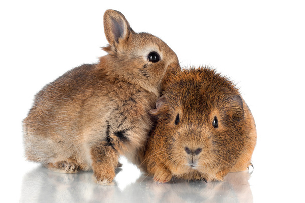 adorable fluffy baby rabbit and guinea pig - Zdjęcie, obraz
