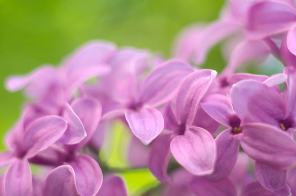 Фіолетовий свіжий бузковий кущ, що цвіте. Весняні квіти
. - Фото, зображення