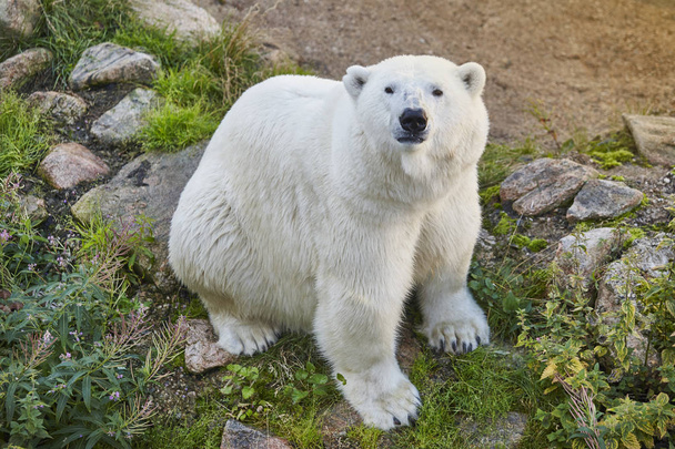 Urso polar no deserto. Animais selvagens fundo animal
 - Foto, Imagem