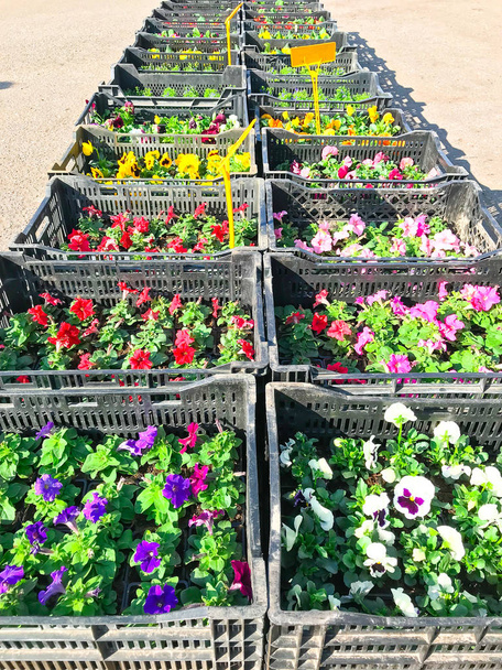 Саженцы цветов для весенней посадки в саду
 - Фото, изображение