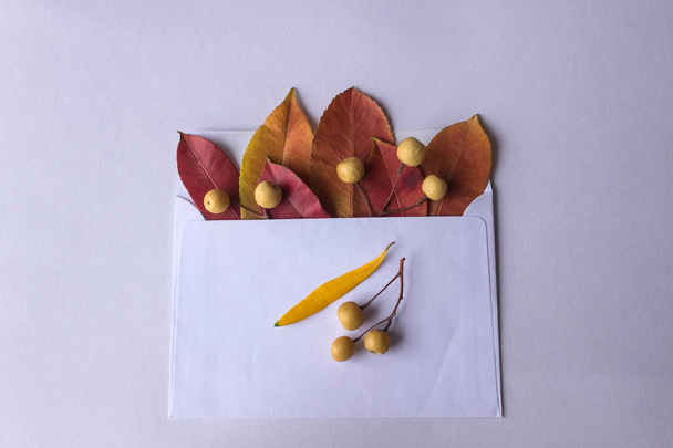weißer Umschlag mit hellen Herbstblättern und trockenen Zweigen auf weißem Hintergrund.  - Foto, Bild