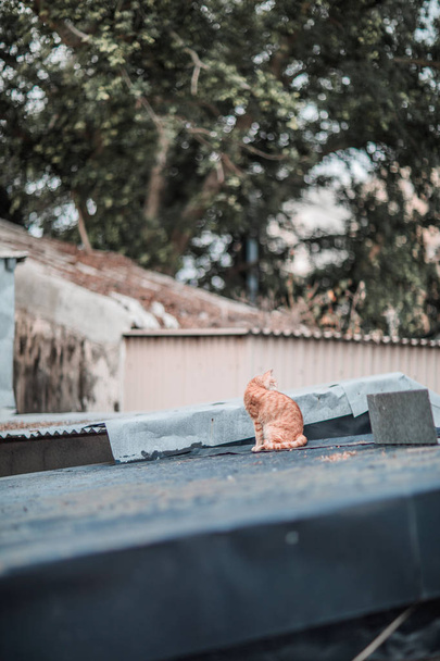 Çatıda sokak - Fotoğraf, Görsel