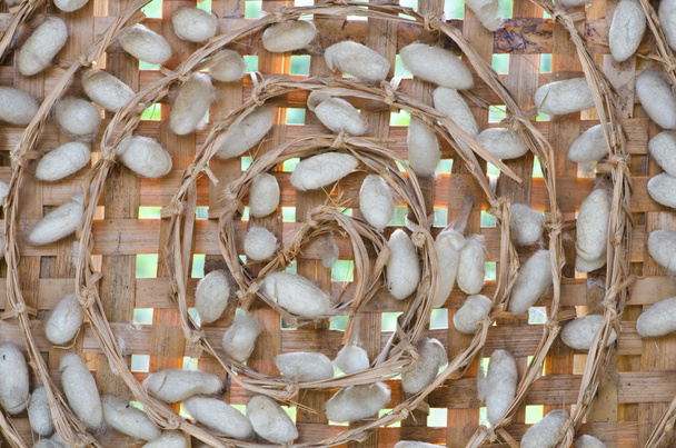 Kokon bource morušového - Fotografie, Obrázek