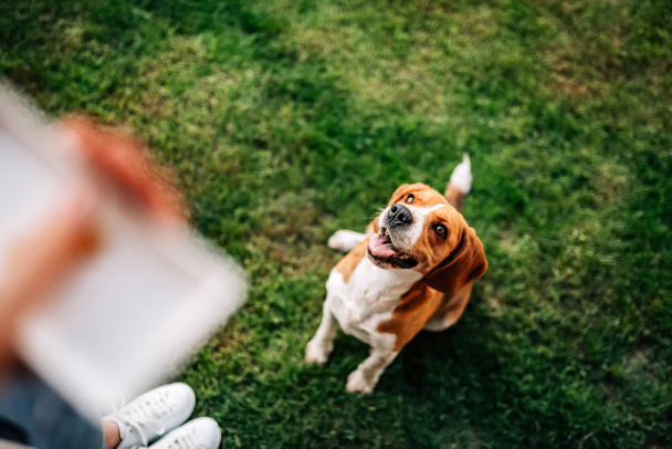 happy beagle dog sitting in front of his owner. Waiting for snack. - Fotoğraf, Görsel