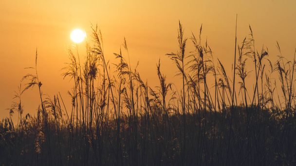 Uitzicht op de ondergaande zon achter lang gras - Foto, afbeelding