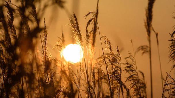 Vista del sole che tramonta dietro Long Grass B
 - Foto, immagini