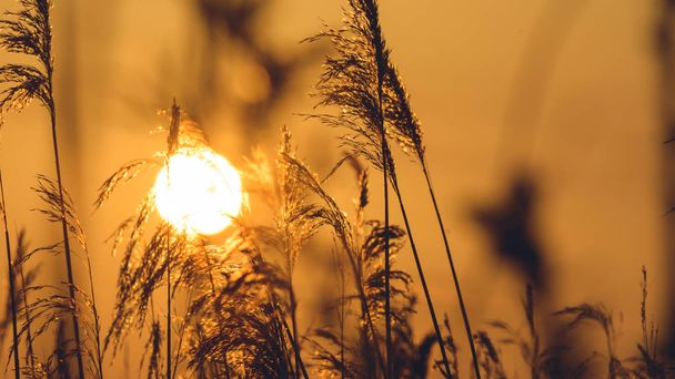 Вид заходящего солнца за Long Grass C
 - Фото, изображение