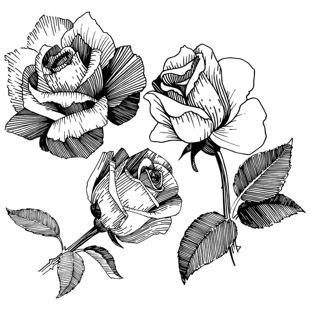 Wildflower rose in a vector style isolated. - Vector, Image