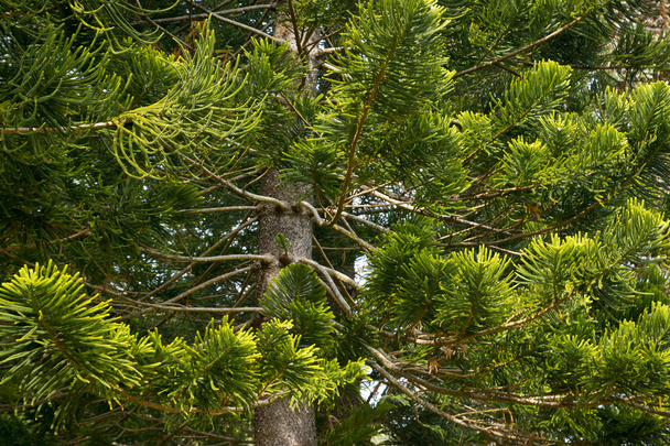 Árbol de pino en Hawaii
 - Foto, Imagen