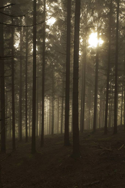 Fog and sun shining through the canopy trees - Fotó, kép
