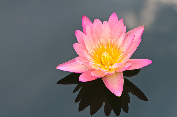 De Roze Lotus bloem. - Foto, afbeelding