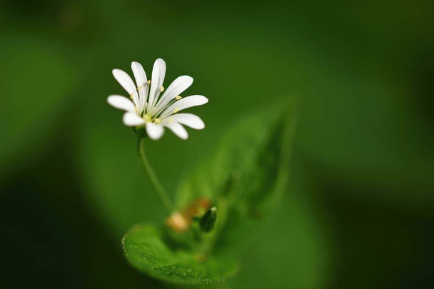Beautiful little spring white flower. Natural colored blurred background with forest.(Stellaria nemorum) - Photo, Image