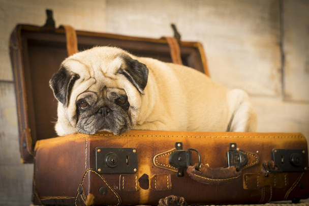 vintage filter and scene with old white pug lay down inside an old carrying case luggage. defocused background ancient style for wallpaper - Photo, Image