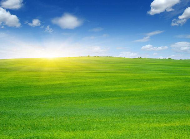 Zöld mező és a sun.  - Fotó, kép