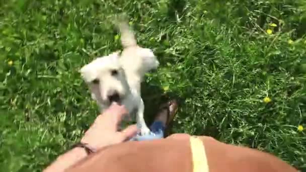 young healthy  dog playing with owner on a green field  - Séquence, vidéo