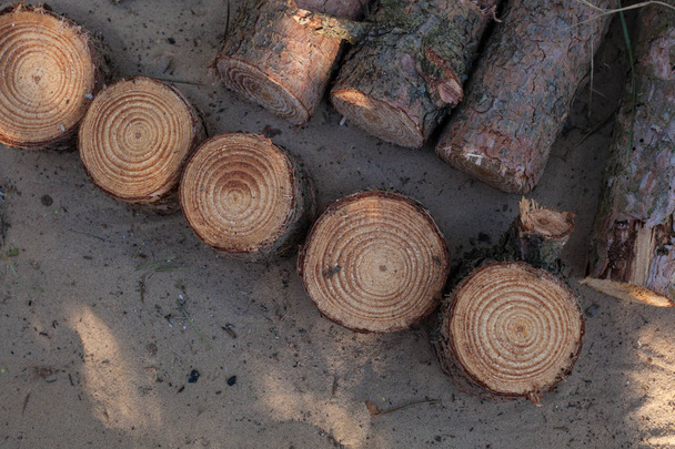 The felled tree lies on the sand with logs - Fotó, kép