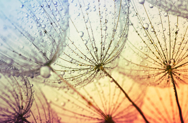  Fond fleur de pissenlit
 - Photo, image
