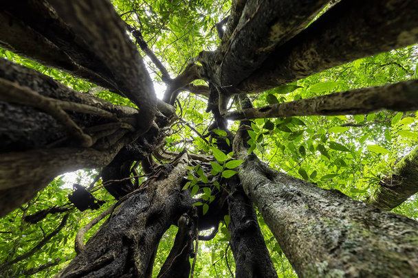 Στο εσωτερικό ενός δέντρου ficus - Φωτογραφία, εικόνα
