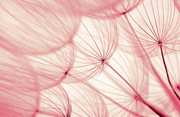  dandelion flower background - Photo, Image