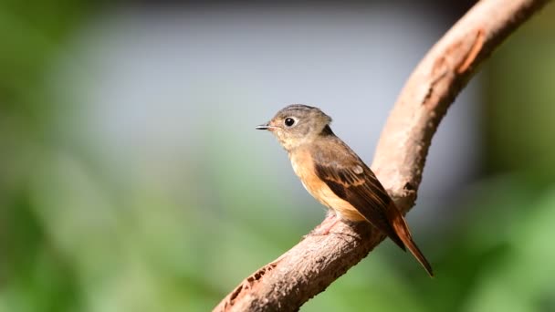 Kuş (Ferruginous sinekkapan, Muscicapa ferruginea) kahverengi şeker, turuncu ve kırmızı renk bir doğa vahşi, dağıtım nadir bir ağaç üzerinde tünemiş - Video, Çekim