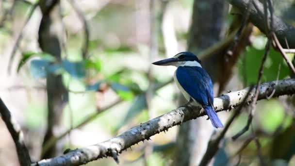 Vogel (Collared ijsvogel, Megaerops ijsvogel) blauwe kleur en witte kraag rond de hals zat op een boom in een wilde natuur-mangrove - Video