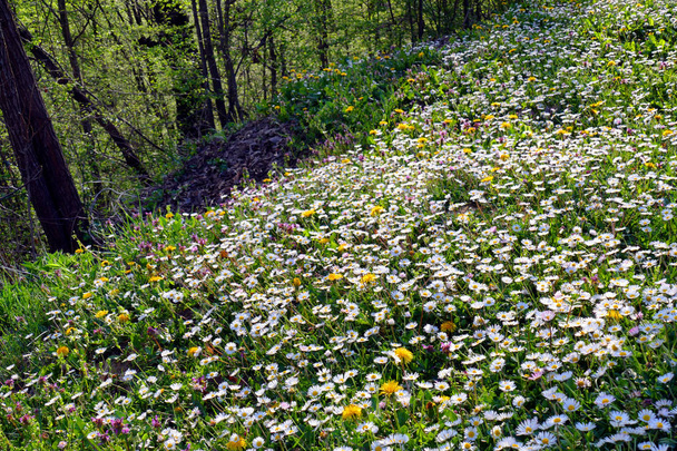 Le printemps. Herbe avec beaucoup de margaritas sauvages en fleurs
. - Photo, image