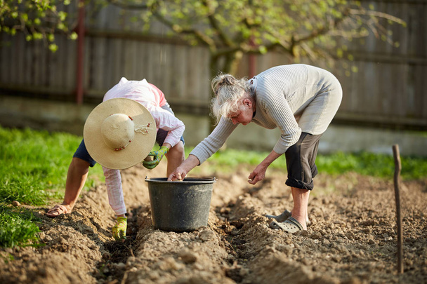 Two women planting potatoes in spring garden - 写真・画像