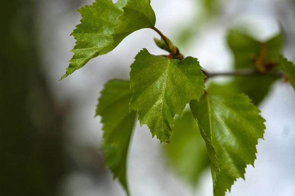 a Young birch Leaves - Foto, Bild