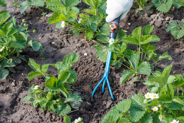 Çiftçi toprak el kullanarak çilek çalılar etrafında gevşeme - Fotoğraf, Görsel