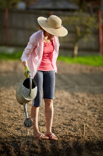 Woman gardener in hat watering freshly planted garden with vegetables, full length - Foto, Imagen