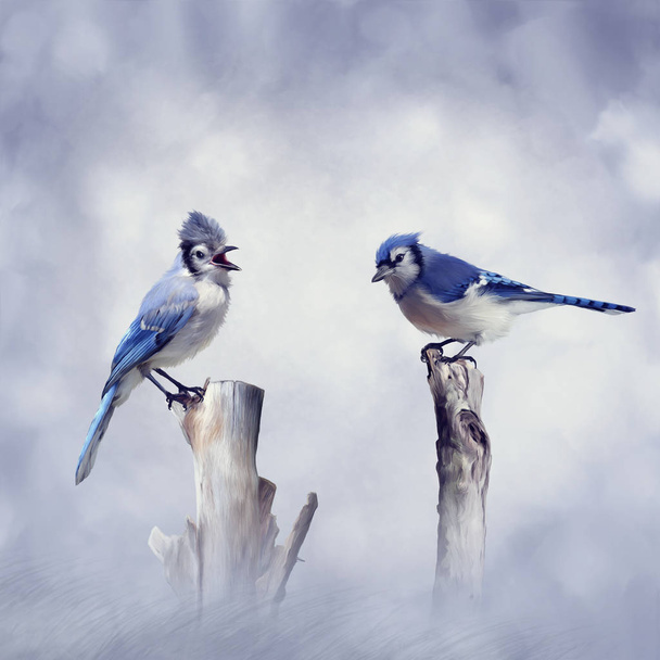 Blue Jay pássaros
 - Foto, Imagem