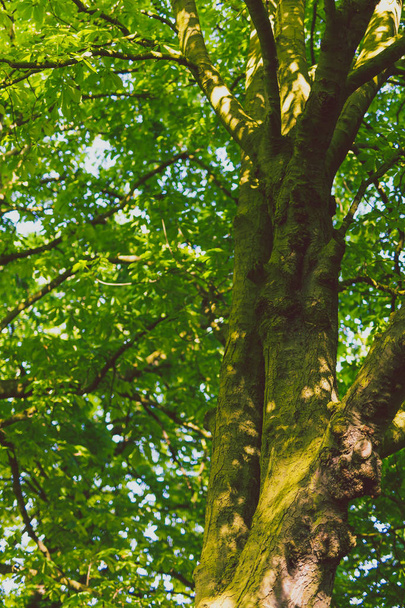 green trees with moss on the trunk in city park on a sunny summer day - Foto, Imagen