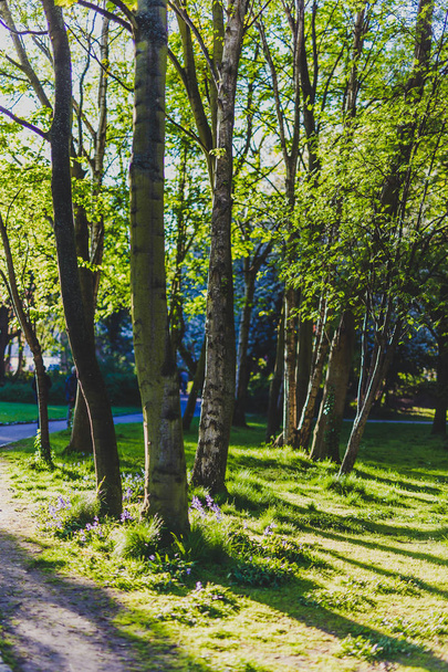 green trees with sunlight peaking through - Fotografie, Obrázek