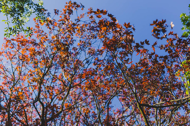 Şehir Parkı içinde kırmızı yaprakları ile Kanada Akçaağaç - Fotoğraf, Görsel